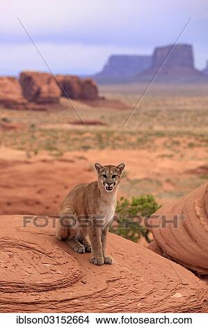 "Puma, Cougar or Mountain Lion (Puma concolor) sitting on a rock, adult, captive, Monument Valley, Utah, United States, North America" View Large Photo Image Picture - "Puma, Cougar or Mountain Lion (Puma concolor) sitting on a rock, adult, captive, Monument Valley, Utah, United States, North America". Fotosearch