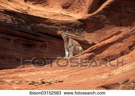 "Puma, Cougar or Mountain Lion (Puma concolor) sitting on a rock, adult, captive, Monument Valley, Utah, United States, North America" View Large Photo Image Stock Image - "Puma, Cougar or Mountain Lion (Puma concolor) sitting on a rock, adult, captive, Monument Valley, Utah, United States, North America". Fotosearch
