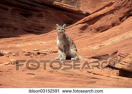 "Puma, Cougar or Mountain Lion (Puma concolor) sitting on a rock, adult, captive, Monument Valley, Utah, United States, North America" View Large Photo Image Stock Image - "Puma, Cougar or Mountain Lion (Puma concolor) sitting on a rock, adult, captive, Monument Valley, Utah, United States, North America". Fotosearch