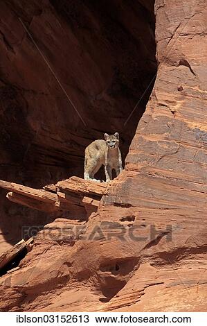 "Puma, Cougar or Mountain Lion (Puma concolor), adult, captive, Monument Valley, Utah, United States, North America" View Large Photo Image Stock Image - "Puma, Cougar or Mountain Lion (Puma concolor), adult, captive, Monument Valley, Utah, United States, North America". Fotosearch