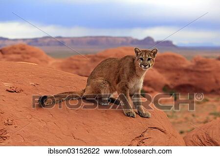 "Puma, Cougar or Mountain Lion (Puma concolor) sitting on a rock, adult, captive, Monument Valley, Utah, United States, North America" View Large Photo Image Stock Image - "Puma, Cougar or Mountain Lion (Puma concolor) sitting on a rock, adult, captive, Monument Valley, Utah, United States, North America". Fotosearch