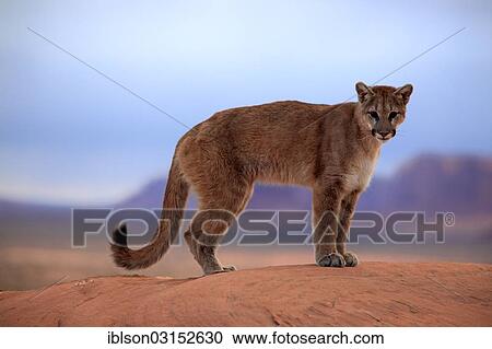 "Puma, Cougar or Mountain Lion (Puma concolor) standing on a rock, adult, captive, Monument Valley, Utah, United States, North America" View Large Photo Image Stock Image - "Puma, Cougar or Mountain Lion (Puma concolor) standing on a rock, adult, captive, Monument Valley, Utah, United States, North America". Fotosearch