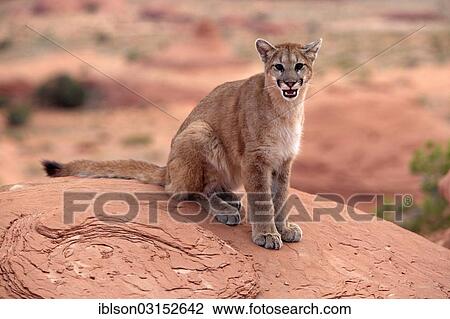 "Puma, Cougar or Mountain Lion (Puma concolor) sitting on a rock, adult, captive, Monument Valley, Utah, United States, North America" View Large Photo Image Stock Image - "Puma, Cougar or Mountain Lion (Puma concolor) sitting on a rock, adult, captive, Monument Valley, Utah, United States, North America". Fotosearch