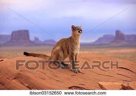 "Puma, Cougar or Mountain Lion (Puma concolor) sitting on a rock, adult, captive, Monument Valley, Utah, United States, North America" View Large Photo Image Stock Image - "Puma, Cougar or Mountain Lion (Puma concolor) sitting on a rock, adult, captive, Monument Valley, Utah, United States, North America". Fotosearch