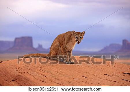"Puma, Cougar or Mountain Lion (Puma concolor) sitting on a rock, adult, captive, Monument Valley, Utah, United States, North America" View Large Photo Image Stock Image - "Puma, Cougar or Mountain Lion (Puma concolor) sitting on a rock, adult, captive, Monument Valley, Utah, United States, North America". Fotosearch