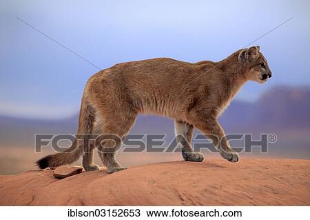 "Puma, Cougar or Mountain Lion (Puma concolor) standing on a rock, adult, captive, Monument Valley, Utah, United States, North America" View Large Photo Image Stock Image - "Puma, Cougar or Mountain Lion (Puma concolor) standing on a rock, adult, captive, Monument Valley, Utah, United States, North America". Fotosearch