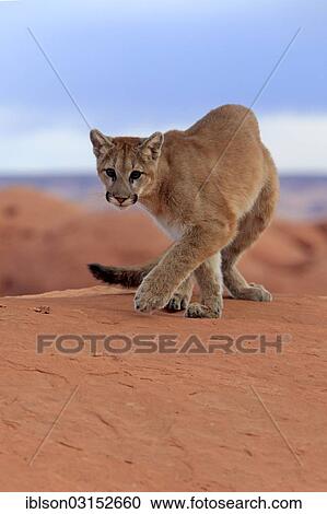 "Puma, Cougar or Mountain Lion (Puma concolor) on a rock, adult, captive, Monument Valley, Utah, United States, North America" View Large Photo Image Stock Image - "Puma, Cougar or Mountain Lion (Puma concolor) on a rock, adult, captive, Monument Valley, Utah, United States, North America". Fotosearch