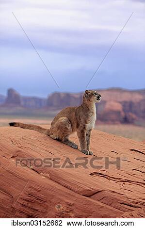 "Puma, Cougar or Mountain Lion (Puma concolor) sitting on a rock, adult, captive, Monument Valley, Utah, United States, North America" View Large Photo Image Stock Image - "Puma, Cougar or Mountain Lion (Puma concolor) sitting on a rock, adult, captive, Monument Valley, Utah, United States, North America". Fotosearch
