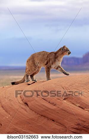 "Puma, Cougar or Mountain Lion (Puma concolor), adult, captive, Monument Valley, Utah, United States, North America" View Large Photo Image Stock Image - "Puma, Cougar or Mountain Lion (Puma concolor), adult, captive, Monument Valley, Utah, United States, North America". Fotosearch