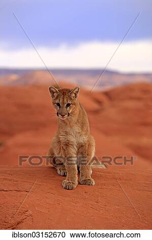 "Puma, Cougar or Mountain Lion (Puma concolor) sitting on a rock, adult, captive, Monument Valley, Utah, United States, North America" View Large Photo Image Stock Image - "Puma, Cougar or Mountain Lion (Puma concolor) sitting on a rock, adult, captive, Monument Valley, Utah, United States, North America". Fotosearch