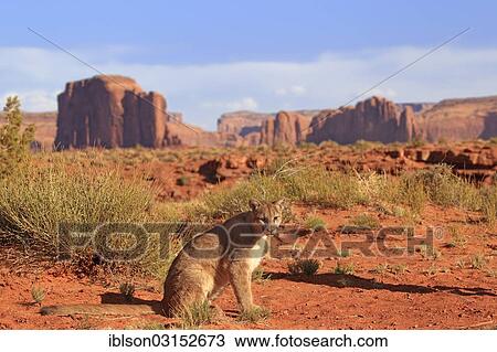 "Puma, Cougar or Mountain Lion (Puma concolor), adult, sitting, captive, characteristic rock formations at the rear, Monument Valley, Utah, United States, North America" View Large Photo Image Stock Image - "Puma, Cougar or Mountain Lion (Puma concolor), adult, sitting, captive, characteristic rock formations at the rear, Monument Valley, Utah, United States, North America". Fotosearch