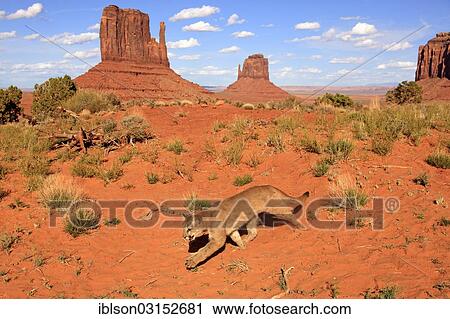 "Puma, Cougar or Mountain Lion (Puma concolor), adult, searching for prey, captive, characteristic rock formations at the rear, Monument Valley, Utah, United States, North America" View Large Photo Image Stock Image - "Puma, Cougar or Mountain Lion (Puma concolor), adult, searching for prey, captive, characteristic rock formations at the rear, Monument Valley, Utah, United States, North America". Fotosearch