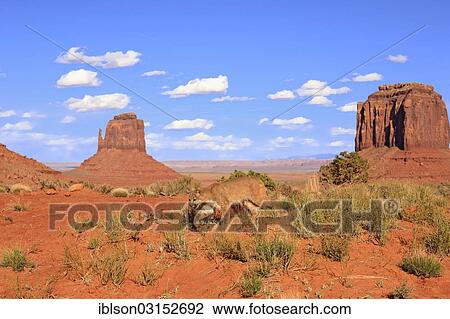 "Puma, Cougar or Mountain Lion (Puma concolor), adult, searching for prey, captive, characteristic rock formations at the rear, Monument Valley, Utah, United States, North America" View Large Photo Image Stock Image - "Puma, Cougar or Mountain Lion (Puma concolor), adult, searching for prey, captive, characteristic rock formations at the rear, Monument Valley, Utah, United States, North America". Fotosearch
