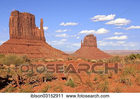 "Puma, Cougar or Mountain Lion (Puma concolor), adult, captive, characteristic rock formations at the rear, Monument Valley, Utah, United States, North America" View Large Photo Image Stock Image - "Puma, Cougar or Mountain Lion (Puma concolor), adult, captive, characteristic rock formations at the rear, Monument Valley, Utah, United States, North America". Fotosearch
