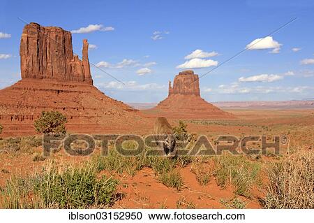 "Puma, Cougar or Mountain Lion (Puma concolor), adult, searching for prey, stalking, captive, characteristic rock formations at the rear, Monument Valley, Utah, United States, North America" View Large Photo Image Stock Image - "Puma, Cougar or Mountain Lion (Puma concolor), adult, searching for prey, stalking, captive, characteristic rock formations at the rear, Monument Valley, Utah, United States, North America". Fotosearch