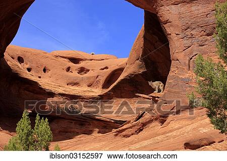 "Puma, Cougar or Mountain Lion (Puma concolor) standing on a rock, adult, captive, Monument Valley, Utah, United States, North America" View Large Photo Image Stock Photo - "Puma, Cougar or Mountain Lion (Puma concolor) standing on a rock, adult, captive, Monument Valley, Utah, United States, North America". Fotosearch