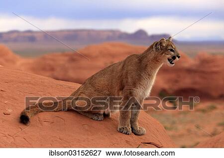 "Puma, Cougar or Mountain Lion (Puma concolor) sitting on a rock, adult, captive, Monument Valley, Utah, United States, North America" View Large Photo Image Stock Photo - "Puma, Cougar or Mountain Lion (Puma concolor) sitting on a rock, adult, captive, Monument Valley, Utah, United States, North America". Fotosearch