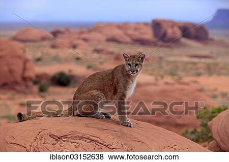 "Puma, Cougar or Mountain Lion (Puma concolor) sitting on a rock, adult, captive, Monument Valley, Utah, United States, North America" View Large Photo Image Stock Photo - "Puma, Cougar or Mountain Lion (Puma concolor) sitting on a rock, adult, captive, Monument Valley, Utah, United States, North America". Fotosearch