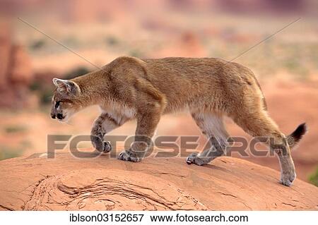 "Puma, Cougar or Mountain Lion (Puma concolor) standing on a rock, adult, captive, Monument Valley, Utah, United States, North America" View Large Photo Image Stock Photo - "Puma, Cougar or Mountain Lion (Puma concolor) standing on a rock, adult, captive, Monument Valley, Utah, United States, North America". Fotosearch