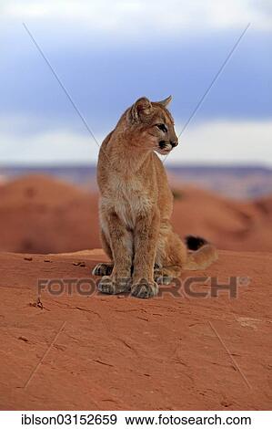 "Puma, Cougar or Mountain Lion (Puma concolor) sitting on a rock, adult, captive, Monument Valley, Utah, United States, North America" View Large Photo Image Stock Photo - "Puma, Cougar or Mountain Lion (Puma concolor) sitting on a rock, adult, captive, Monument Valley, Utah, United States, North America". Fotosearch