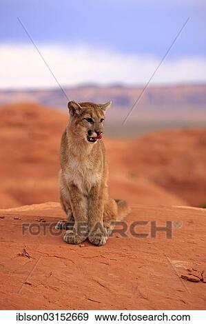 "Puma, Cougar or Mountain Lion (Puma concolor) sitting on a rock, adult, captive, Monument Valley, Utah, United States, North America" View Large Photo Image Stock Photo - "Puma, Cougar or Mountain Lion (Puma concolor) sitting on a rock, adult, captive, Monument Valley, Utah, United States, North America". Fotosearch