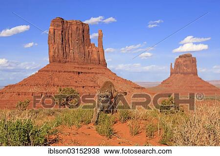 "Puma, Cougar or Mountain Lion (Puma concolor), adult, searching for prey, captive, characteristic rock formations at the rear, Monument Valley, Utah, United States, North America" View Large Photo Image Stock Photo - "Puma, Cougar or Mountain Lion (Puma concolor), adult, searching for prey, captive, characteristic rock formations at the rear, Monument Valley, Utah, United States, North America". Fotosearch
