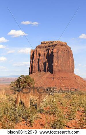"Puma, Cougar or Mountain Lion (Puma concolor), adult, standing, captive, characteristic rock formation at the rear, Monument Valley, Utah, United States, North America" View Large Photo Image Stock Photo - "Puma, Cougar or Mountain Lion (Puma concolor), adult, standing, captive, characteristic rock formation at the rear, Monument Valley, Utah, United States, North America". Fotosearch