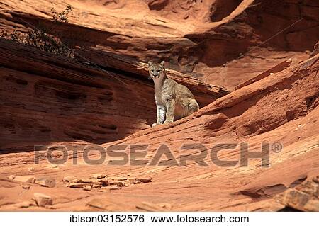 "Puma, Cougar or Mountain Lion (Puma concolor) sitting on a rock, adult, captive, Monument Valley, Utah, United States, North America" View Large Photo Image Stock Photograph - "Puma, Cougar or Mountain Lion (Puma concolor) sitting on a rock, adult, captive, Monument Valley, Utah, United States, North America". Fotosearch
