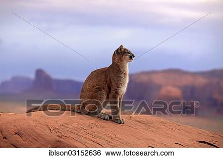 Stock Photograph - "Puma, Cougar or Mountain Lion (Puma concolor) sitting on a rock, adult, captive, Monument Valley, Utah, United States, North America". Fotosearch