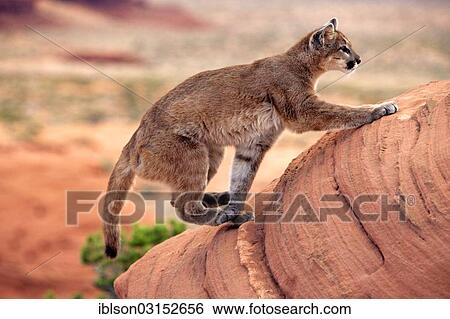 "Puma, Cougar or Mountain Lion (Puma concolor) climbing on a rock, adult, captive, Monument Valley, Utah, United States, North America" View Large Photo Image Stock Photograph - "Puma, Cougar or Mountain Lion (Puma concolor) climbing on a rock, adult, captive, Monument Valley, Utah, United States, North America". Fotosearch