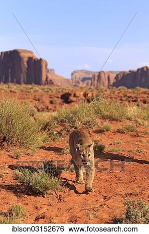 "Puma, Cougar or Mountain Lion (Puma concolor), adult, captive, Monument Valley, Utah, United States, North America" View Large Photo Image Stock Photograph - "Puma, Cougar or Mountain Lion (Puma concolor), adult, captive, Monument Valley, Utah, United States, North America". Fotosearch