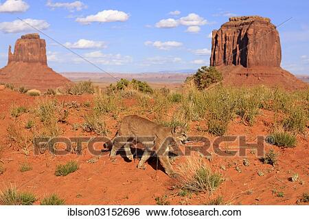 "Puma, Cougar or Mountain Lion (Puma concolor), adult, captive, characteristic rock formations at the rear, Monument Valley, Utah, United States, North America" View Large Photo Image Stock Photograph - "Puma, Cougar or Mountain Lion (Puma concolor), adult, captive, characteristic rock formations at the rear, Monument Valley, Utah, United States, North America". Fotosearch