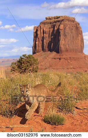 "Puma, Cougar or Mountain Lion (Puma concolor), adult, running, captive, characteristic rock formation at the rear, Monument Valley, Utah, United States, North America" View Large Photo Image Stock Photograph - "Puma, Cougar or Mountain Lion (Puma concolor), adult, running, captive, characteristic rock formation at the rear, Monument Valley, Utah, United States, North America". Fotosearch