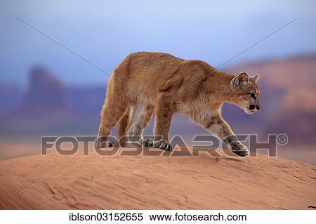 "Puma, Cougar or Mountain Lion (Puma concolor) standing on a rock, adult, captive, Monument Valley, Utah, United States, North America" View Large Photo Image Stock Photography - "Puma, Cougar or Mountain Lion (Puma concolor) standing on a rock, adult, captive, Monument Valley, Utah, United States, North America". Fotosearch