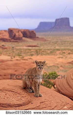"Puma, Cougar or Mountain Lion (Puma concolor) sitting on a rock, adult, captive, Monument Valley, Utah, United States, North America" View Large Photo Image Stock Photography - "Puma, Cougar or Mountain Lion (Puma concolor) sitting on a rock, adult, captive, Monument Valley, Utah, United States, North America". Fotosearch