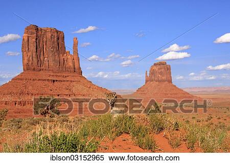 "Puma, Cougar or Mountain Lion (Puma concolor), adult, captive, characteristic rock formations at the rear, Monument Valley, Utah, United States, North America" View Large Photo Image Stock Photography - "Puma, Cougar or Mountain Lion (Puma concolor), adult, captive, characteristic rock formations at the rear, Monument Valley, Utah, United States, North America". Fotosearch