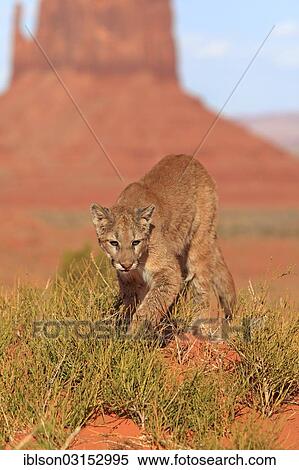 "Puma, Cougar or Mountain Lion (Puma concolor), adult, captive, Monument Valley, Utah, United States, North America" View Large Photo Image Stock Photography - "Puma, Cougar or Mountain Lion (Puma concolor), adult, captive, Monument Valley, Utah, United States, North America". Fotosearch