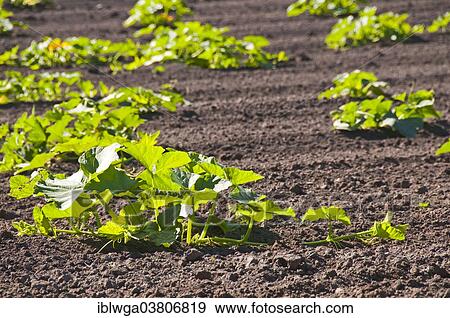 Stock Photo - "Pumpkin field, Germany, Europe". Fotosearch