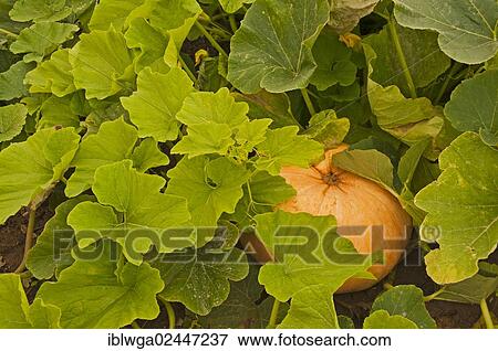 "Pumpkin plants growing on a field, yellow Hokkaido pumpkin (Cucurbita maxima) hidden under leaves" View Large Photo Image Stock Photo - "Pumpkin plants growing on a field, yellow Hokkaido pumpkin (Cucurbita maxima) hidden under leaves". Fotosearch