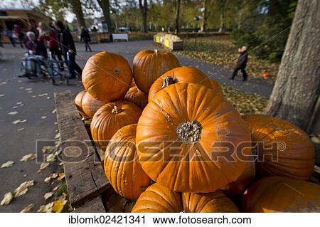 Pumpkins, Baden-Wuerttemberg, Germany, Europe View Large Photo Image Stock Image - Pumpkins, Baden-Wuerttemberg, Germany, Europe. Fotosearch