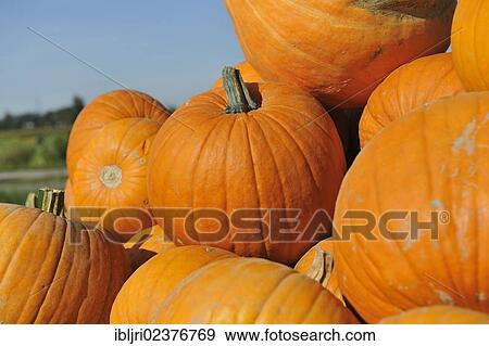 Stock Photo - "Pumpkins on a field near Munich, Bavaria, Germany, Europe". Fotosearch