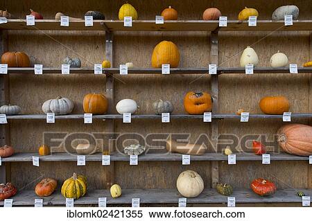 Pumpkins on a shelf, pumpkin exhibition, Ludwigsburg, Baden-Wuerttemberg, Germany, Europe View Large Photo Image Stock Photography - Pumpkins on a shelf, pumpkin exhibition, Ludwigsburg, Baden-Wuerttemberg, Germany, Europe. Fotosearch