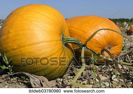 "Pumpkins, pumpkin patch, Upper Bavaria, Bavaria, Germany, Europe" View Large Photo Image Stock Image - "Pumpkins, pumpkin patch, Upper Bavaria, Bavaria, Germany, Europe". Fotosearch