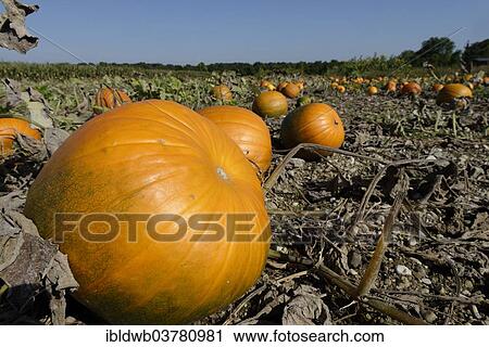 "Pumpkins, pumpkin patch, Upper Bavaria, Bavaria, Germany, Europe" View Large Photo Image Stock Image - "Pumpkins, pumpkin patch, Upper Bavaria, Bavaria, Germany, Europe". Fotosearch