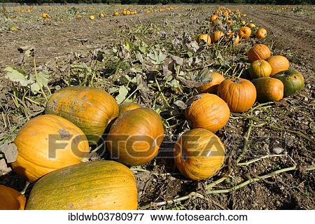 "Pumpkins, pumpkin patch, Upper Bavaria, Bavaria, Germany, Europe" View Large Photo Image Stock Photo - "Pumpkins, pumpkin patch, Upper Bavaria, Bavaria, Germany, Europe". Fotosearch