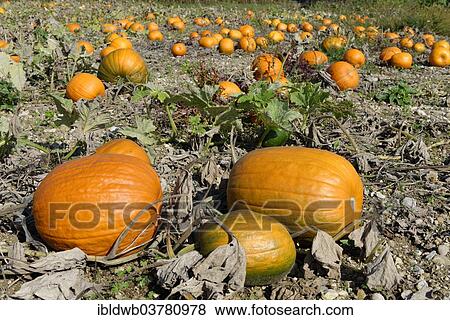 "Pumpkins, pumpkin patch, Upper Bavaria, Bavaria, Germany, Europe" View Large Photo Image Stock Photo - "Pumpkins, pumpkin patch, Upper Bavaria, Bavaria, Germany, Europe". Fotosearch