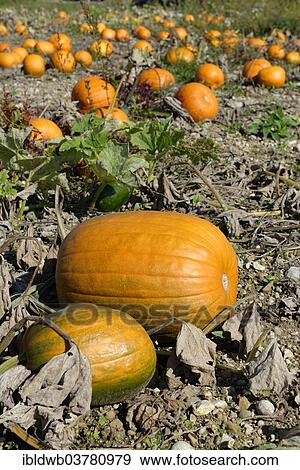 "Pumpkins, pumpkin patch, Upper Bavaria, Bavaria, Germany, Europe" View Large Photo Image Stock Photo - "Pumpkins, pumpkin patch, Upper Bavaria, Bavaria, Germany, Europe". Fotosearch