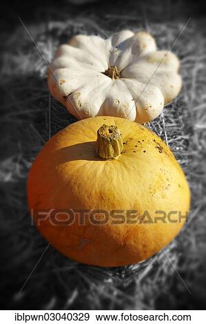 Pumpkins View Large Photo Image Stock Photo - Pumpkins. Fotosearch