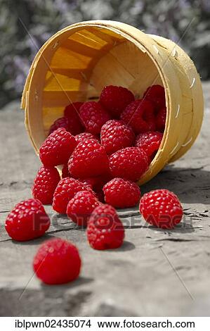 Picture - Punet of freshly picked raspberries. Fotosearch