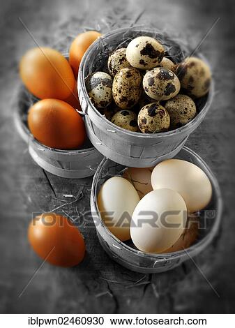 "Punnets of fresh organic quail, duck and chicken eggs" View Large Photo Image Stock Image - "Punnets of fresh organic quail, duck and chicken eggs". Fotosearch